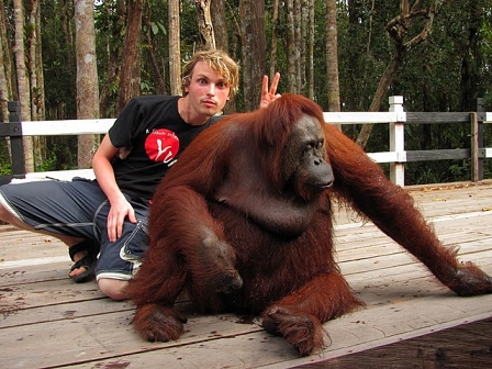 Orangutan with Bunny Ears